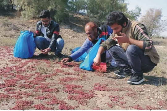 A seed bank has been set up to preserve the unique botanical resources of the Cholistan desert, Dr Muhammad Abdullah