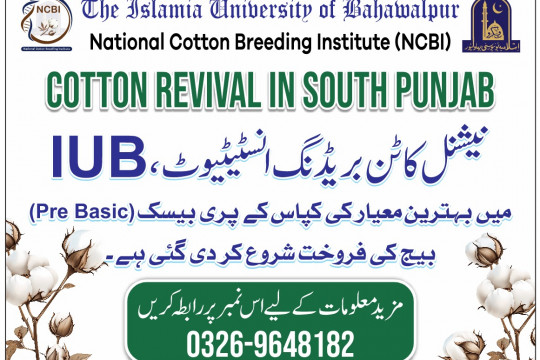 Cotton Revival in South Punjab