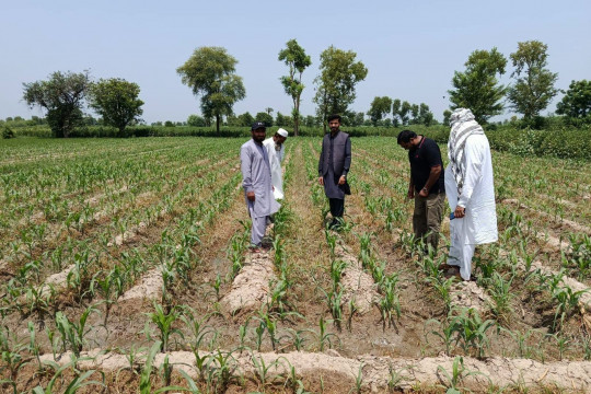 Development of Soybean in Pakistan to Reduce Import Bill