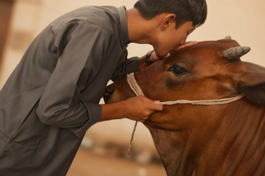 IUB Art & Photography Society organized a photography e-exhibition showcasing Eid ul Azha all over Pakistan.