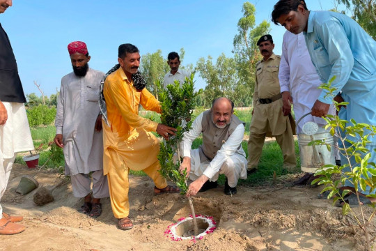 79th Independence Day| Tree Plantation Drive at IUB, Bahawalnagar Campus