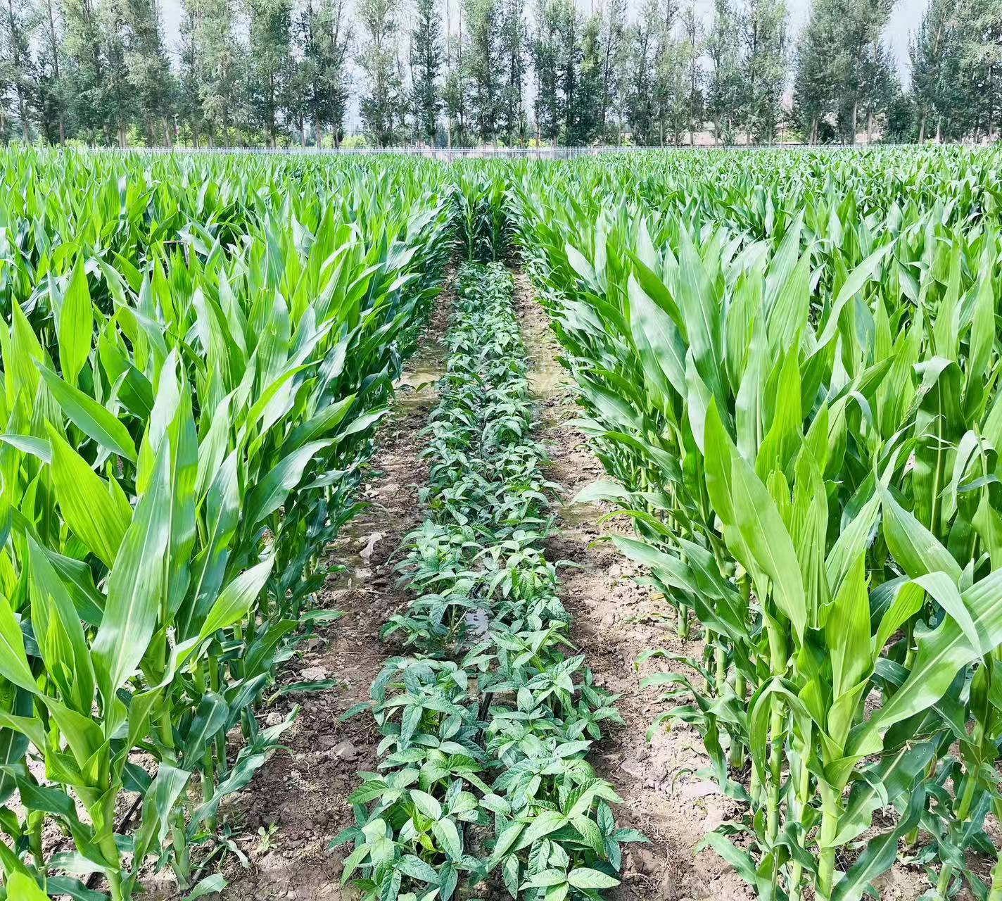 Intercropping Image 1